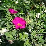 Dolcedimora Bed & Breakfast Appignano (Macerata)